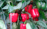 Banckers Pepper Seeds 500 seeds