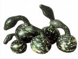 Poire A Poudre Decorative Gourd Seeds 250 seeds