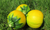Orange F1 Zucchini Seeds 1000 seeds