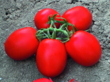 CXD 262 F1 Tomato Seeds