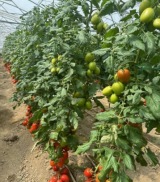 Awasa F1 Tomato Seeds 1000 seeds