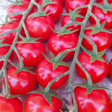 FX 3108 F1 Tomato Seeds 500 seeds