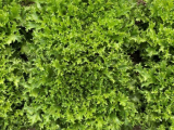 Stessy F1 Endive Seeds