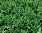 Fresca F1 Rukola Seeds 5000 seeds