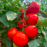 Carmelian F1 Tomato Seeds 1000 seeds