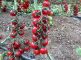 Prodigio F1 Tomato Seeds