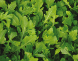 Sauvage Iris Rukola F1 Seeds 250gr