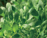 Roquette Cultivee F1 Rukola Seeds 250gr