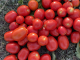 Aprix F1 Tomato Seeds - 10.000 seeds