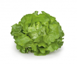 Flandria Lettuce Seeds 5000 seeds