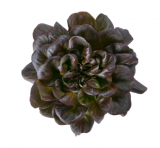 Davinci Lettuce Seeds 5000 seeds
