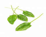 Blobfish Spinach Seeds 1.000.000 seeds