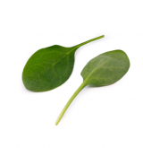 Nasua Spinach Seeds 1.000.000 seeds