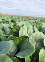 PV 1581 Spinach Seeds 50.000 seeds