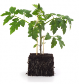 Arterus Rootstock Seeds 1000 seeds