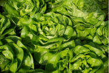 Auda Lettuce Seeds 5000 seeds