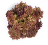 Corentine Lettuce Seeds 5000 seeds