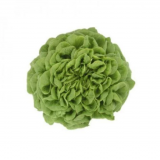 Hawking Lettuce Seeds 5000 seeds