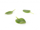 Bonobo Spinach Seeds 1.000.000 seeds