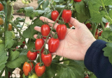 Ambrametto F1 Tomato Seeds 1000 seeds