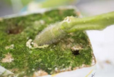 Suzuka Rootstock Seeds 1000 seeds
