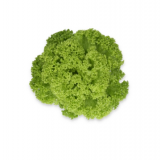 Lamarre Lettuce Seeds 5000 seeds