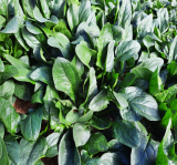 PV 1544 Spinach Seeds 50.000 seeds