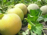 Montseny Melon Seeds 500 seeds