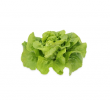 Pierina Lettuce Seeds 5000 seeds