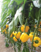 Deniro Pepper Seeds 500 seeds
