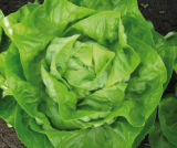 Lidetta Lettuce Seeds 5000 seeds