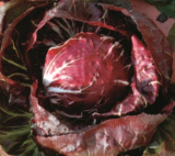 TT 4050 F1 Radicchio Seeds 5000 seeds