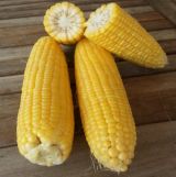 Gia Sweetcorn Seeds 5.000 seeds