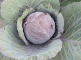 Red River Cabbage Seeds 2500 seeds