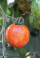 Red Zebra Tomato Seeds 1000 seeds