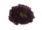 Barbex Lettuce Seeds 5000 seeds