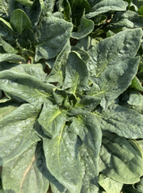 Silverside Spinach Seeds 1.000.000 seeds