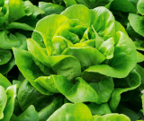 Casey Lettuce Seeds 5000 seeds
