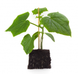 Affyne Rootstock Seeds 1000 seeds