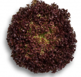 Antonet Lettuce Seeds 5000 seeds