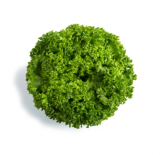 Lisboa Lettuce Seeds 5000 seeds