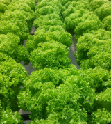 Jokary Lettuce Seeds 5000 seeds