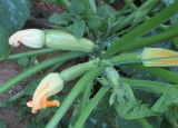 Panthir Zucchini Seeds 240 seeds