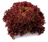 Cavernet Lettuce Seeds 5000 seeds