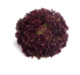 Monza Lettuce Seeds 5000 seeds
