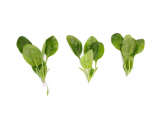 Hornbill Spinach Seeds 1.000.000 seeds