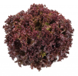 Carnelian Lettuce Seeds 5000 seeds
