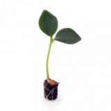 Combyne Rootstock Seeds 1000 seeds
