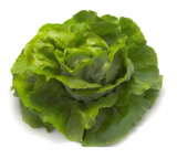 Faustina Lettuce Seeds 5000 seeds