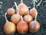 Samantha Onion Seeds 250.000 seeds